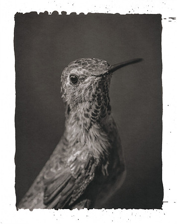 "Hummingbird Portrait"