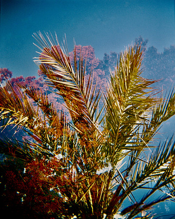 "Palm + Red Maple"