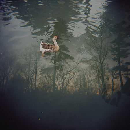 "Swan Goose In AZ + Sunset Wood In MA"