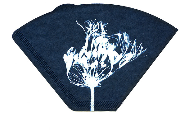 "Wild Flower No 1"