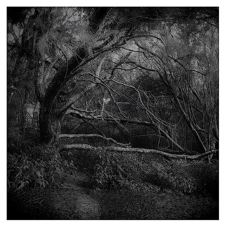 "no. 43 (shallows)"