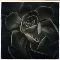 "Echeveria"