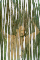 "Untitled" by Carolina Baldomá