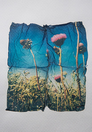 "Thistles" by Erin Koger