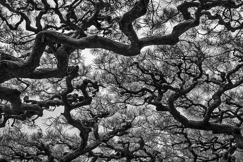 Director's Choice Award - "Ancient Pine Canopy, Ritsurin Garden" by Lynne Buchanan