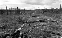 "Clear Cut"