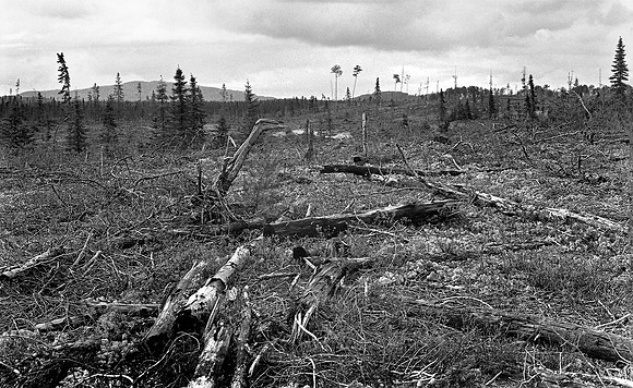 "Clear Cut"