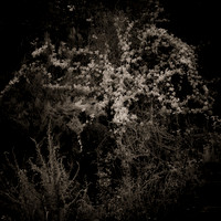 "Summer Ivy"