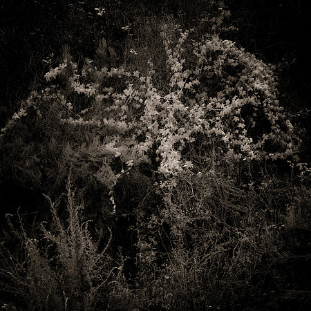 "Summer Ivy"