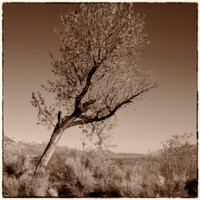 ITEM 11: "Desert Tree" by Jodie Hulden