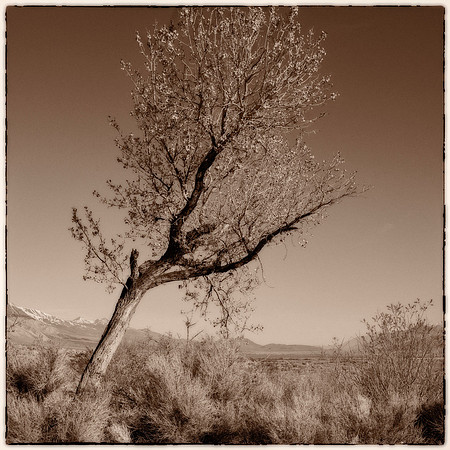ITEM 11: "Desert Tree" by Jodie Hulden