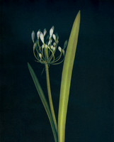 ITEM 04: "Agapanthus" by Lisa Brussell