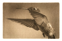 ITEM 14: "Hummingbird in Flight" by David Marsh