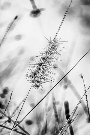 ITEM 09: "Pampas Grass Transposed, Dixon Lake" by Melinda Finn