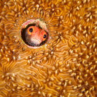 ITEM 08: "Big Eyes" by Steve Eilenberg