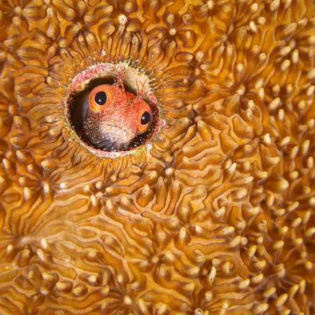 ITEM 08: "Big Eyes" by Steve Eilenberg
