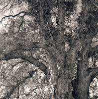 ITEM 06: "Oak Tree, Joshua Tree N.P." by Donna Cosentino