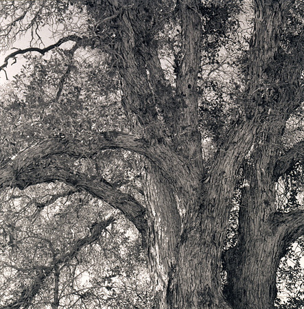 ITEM 06: "Oak Tree, Joshua Tree N.P." by Donna Cosentino