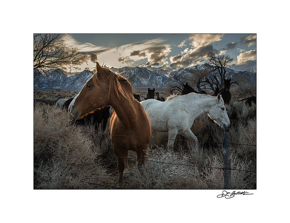 ITEM 01: "Horses" by Don Bartletti