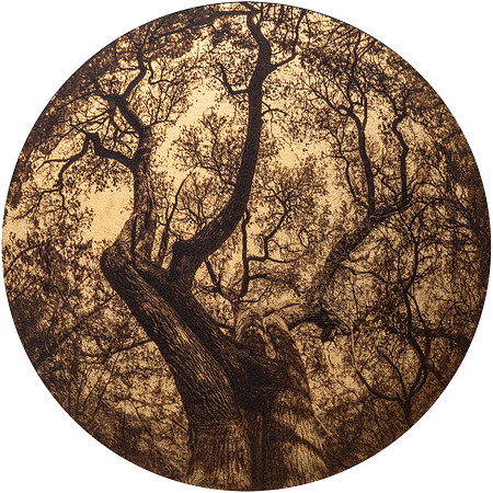 "Texas Oak in the Round"