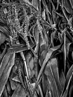 "Corn Husks"