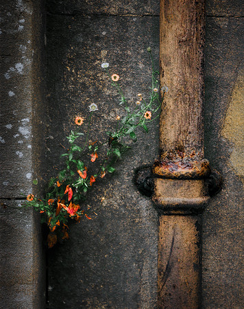 "Flowers and Drain, Costswalds, England"