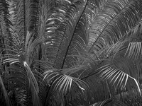 "Palm Leaves, Cuba"