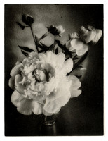 "Peonies #1"