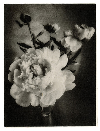 "Peonies #1"