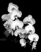 "Orchid #1"
