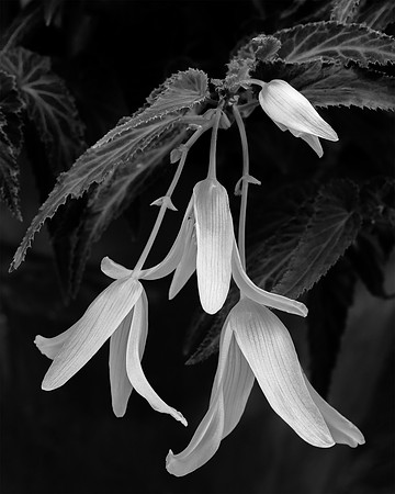 Begonia #1
