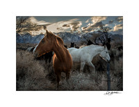 ITEM 01: "Horses" by Don Bartletti