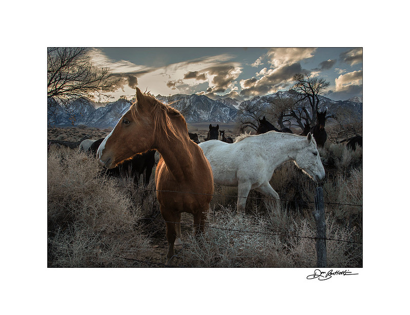 ITEM 01: "Horses" by Don Bartletti
