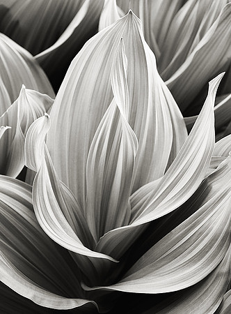 "Corn Lily Portrait"