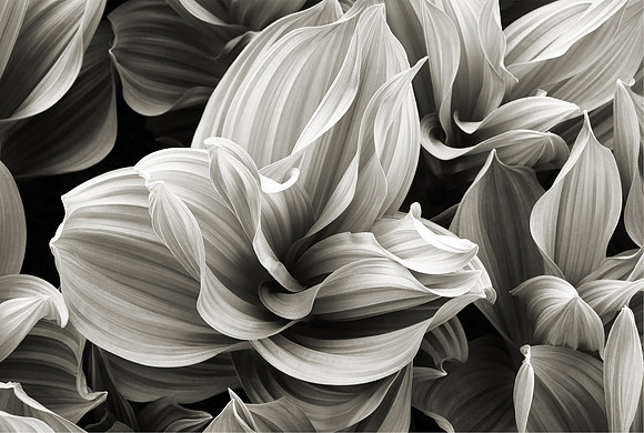 "Corn Lilies"