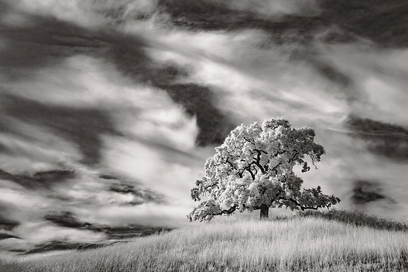Award Winner: "Oak Savanna" by Will Gibson