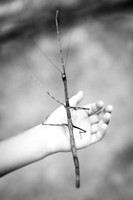 Stick Bug, 2019