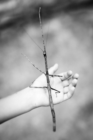 Stick Bug, 2019