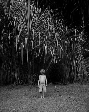Walking Palm, 2019