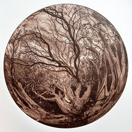 Juror's Choice: "Manzanita in the Round" by David Marsh