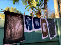 Beck - Cyano drying on line_MG_1951