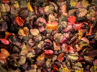 "Autumn"
