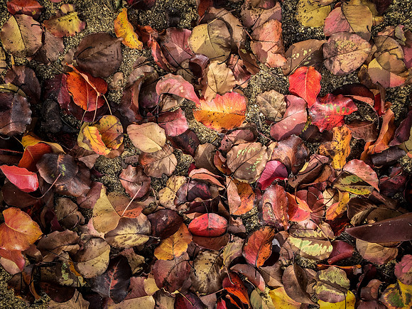 "Autumn"