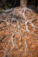 "Roots"