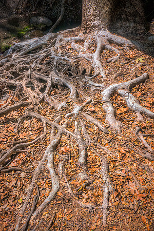 "Roots"