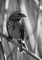 "San Elijo Sparrow"