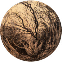 "Manzanita in the Round"