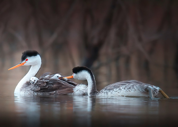 "Hodges Grebes"