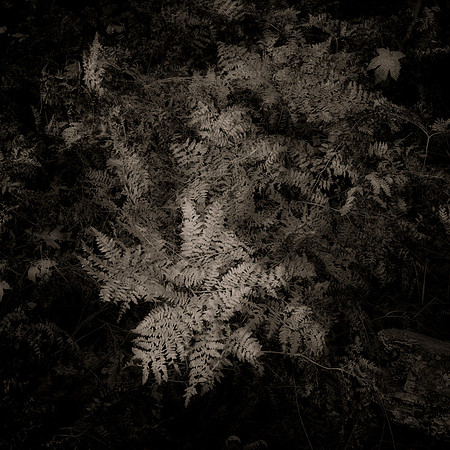 "Autumn Ferns"