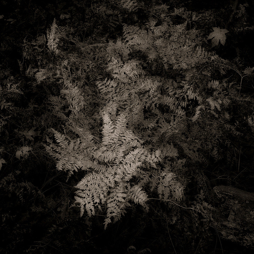 "Autumn Ferns"